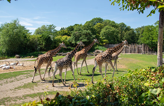 Giraffes at the San Diego Zoo Safari Park