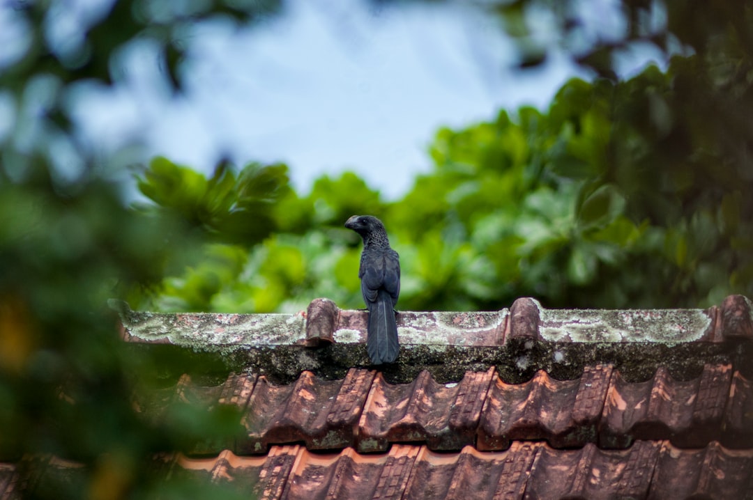 Photo Green Roof Maintenance: Keeping Your Eco-Friendly Roof Thriving